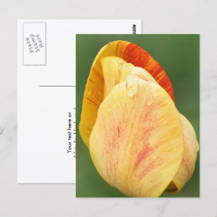 Postal Pétalos de Tulipán Fotografía de Flores Personaliz