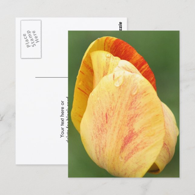Postal Pétalos de Tulipán Fotografía de Flores Personaliz (Anverso / Reverso)