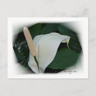 Postal Pétalos espléndidos 12