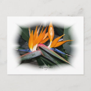 Postal Pétalos espléndidos 29