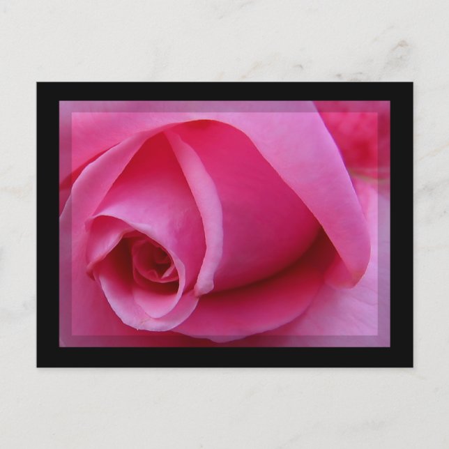Postal Pétalos rosa rosados (Anverso)