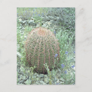 Postal Pétalos rosados espesos Cactus Arizona Photo Postc