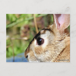 Postal "Peter Rabbit"