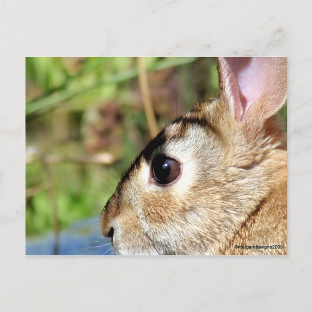 Postal "Peter Rabbit" (Anverso)