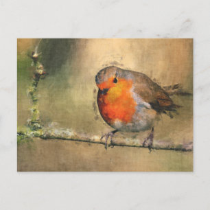 Postal Petirrojo Redbreast
