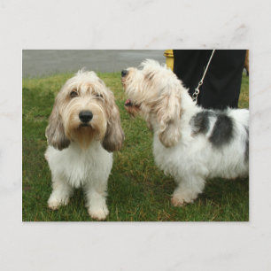 Postal Petit Basette Griffon Vendeen