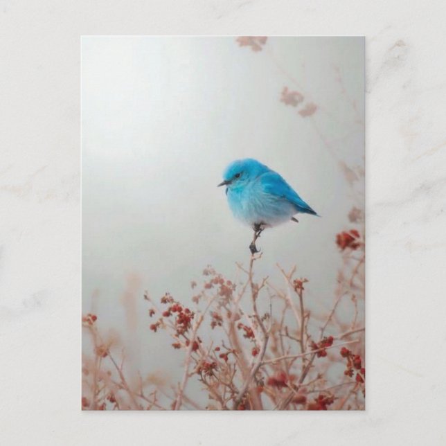 Postal Petit oiseau bleu (Anverso)