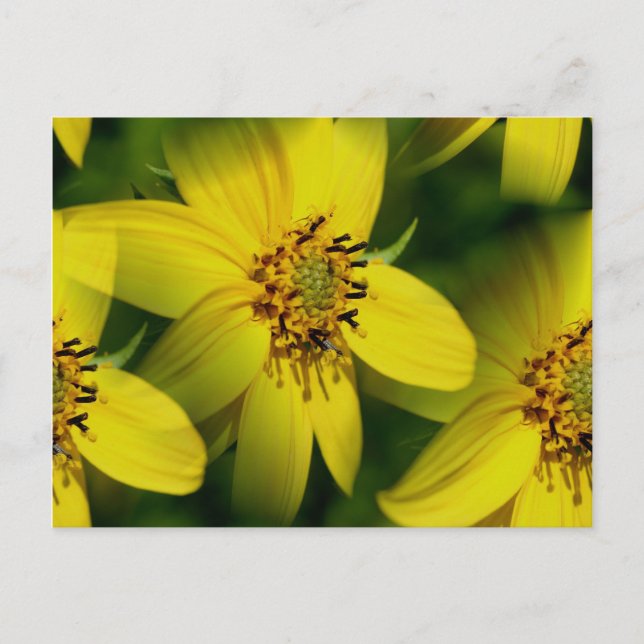 Postal Petite Sunflowers Flower Fotocard (Anverso)