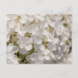 Postal Petites fleurs blanches