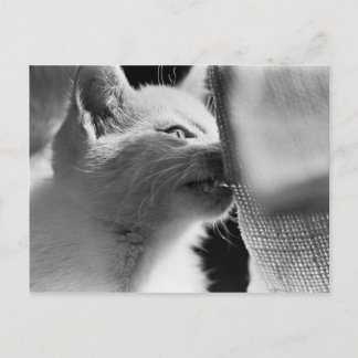 Postal Petra Ferocious