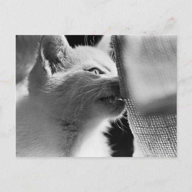 Postal Petra Ferocious (Anverso)