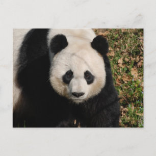 Postal Petulant Panda Bear