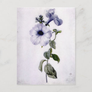 Postal Petunia