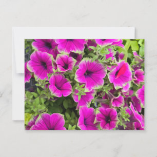 Postal Petunia