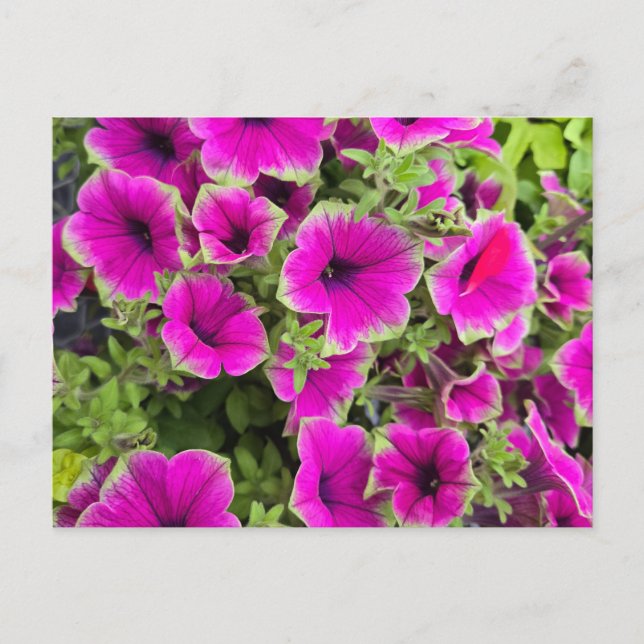 Postal Petunia (Anverso)