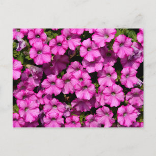 Postal Petunia Dwarf