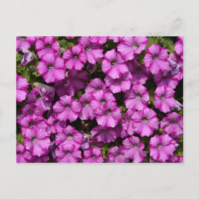 Postal Petunia Dwarf (Anverso)