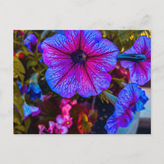 Postal Petunia Primer Plano | Ciudad de los Árboles