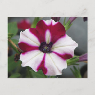 Postal Petunia púrpura desnuda
