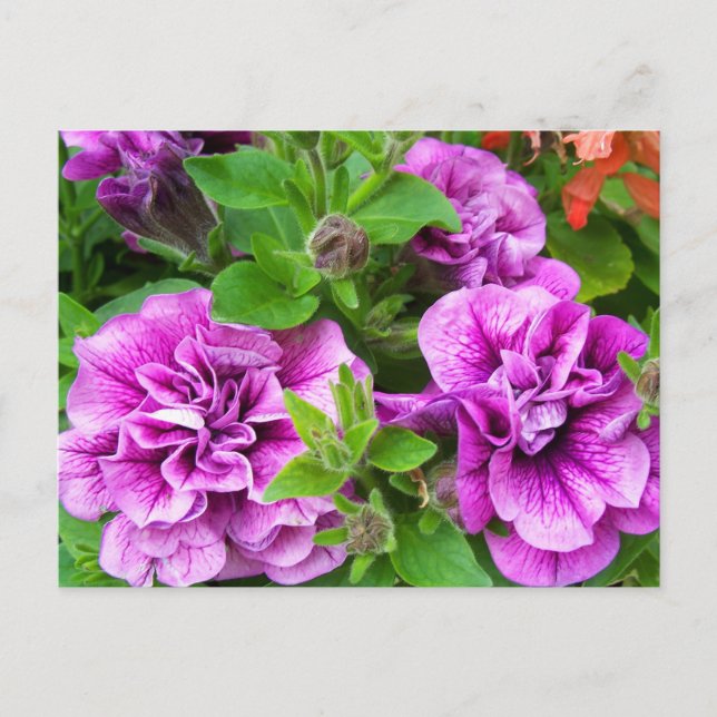 Postal Petunia Tumbelina Julia (Anverso)
