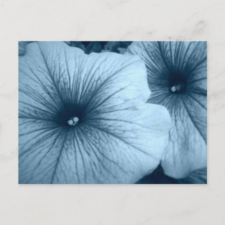 Postal Petunias azules