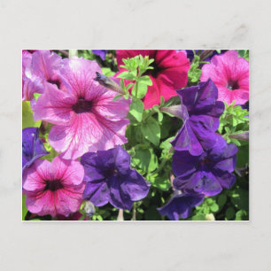 Postal Petunias coloridas