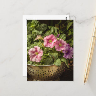 Postal Petunias púrpura y rosa