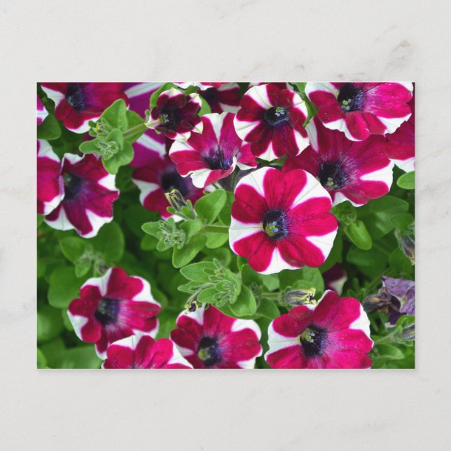 Postal Petunias rayadas rojas y blancas (Anverso)