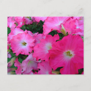 Postal Petunias rosadas