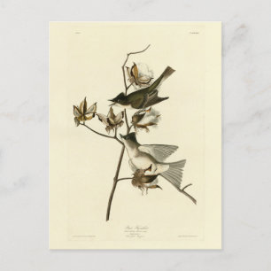 Postal Pewit Flycatcher, Phoebe, Aves Audubon de América