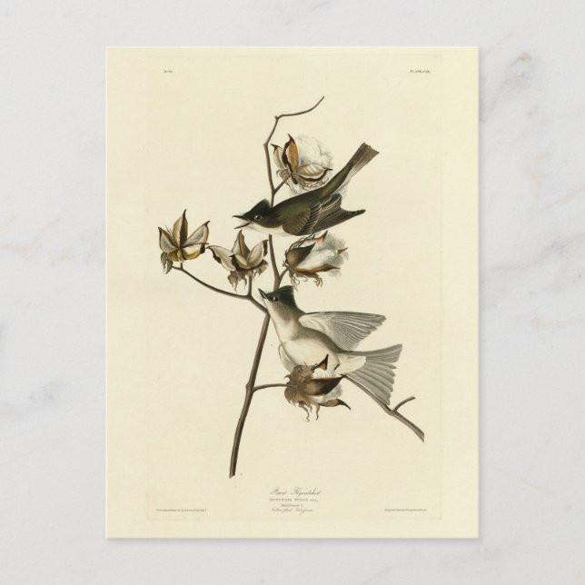 Postal Pewit Flycatcher, Phoebe, Aves Audubon de América (Anverso)