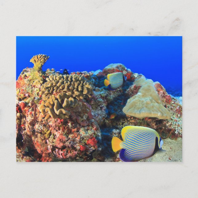 Postal Pez ángel real (Pygoplites diacanthus), (Anverso)