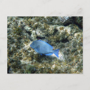 Postal Pez azul de Roatán