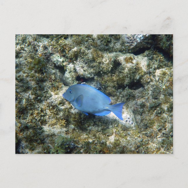 Postal Pez azul de Roatán (Anverso)