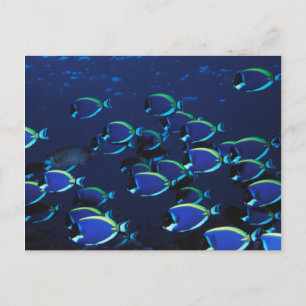 Postal Pez cirujano azul en polvo en grupo