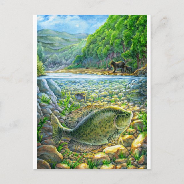 Postal Pez del río de montaña (Anverso)