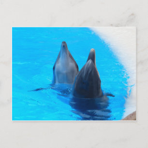 Postal pez delfín mular marino océano bajo el agua