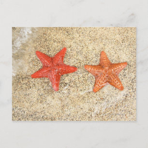 Postal pez estrella en la playa, a orillas del océano