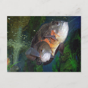 Postal Pez exótico Astronotus en acuario de Yalta