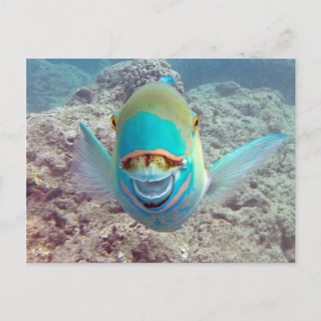 Postal Pez loro de Hawái (Anverso)