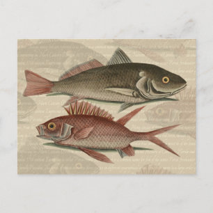 Postal Pez Lubina Roja Pescador Arte