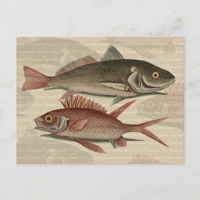 Postal Pez Lubina Roja Pescador Arte (Anverso)