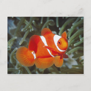 Postal pez nemo