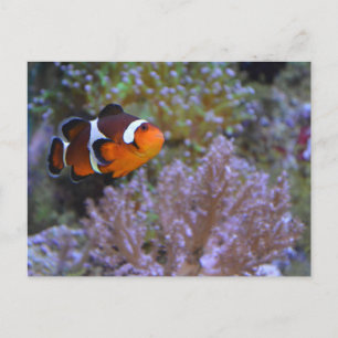 Postal Pez payaso anémona de mar coral submarino foto lin