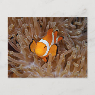 Postal Pez payaso - Molokai, North Shore Cliff