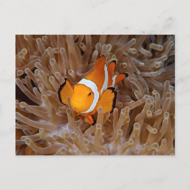 Postal Pez payaso - Molokai, North Shore Cliff (Anverso)