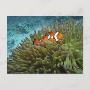 Postal Pez payaso occidental ( Amphiprion ocellaris )