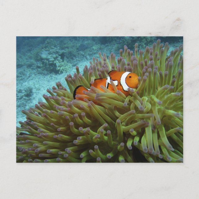Postal Pez payaso occidental ( Amphiprion ocellaris ) (Anverso)