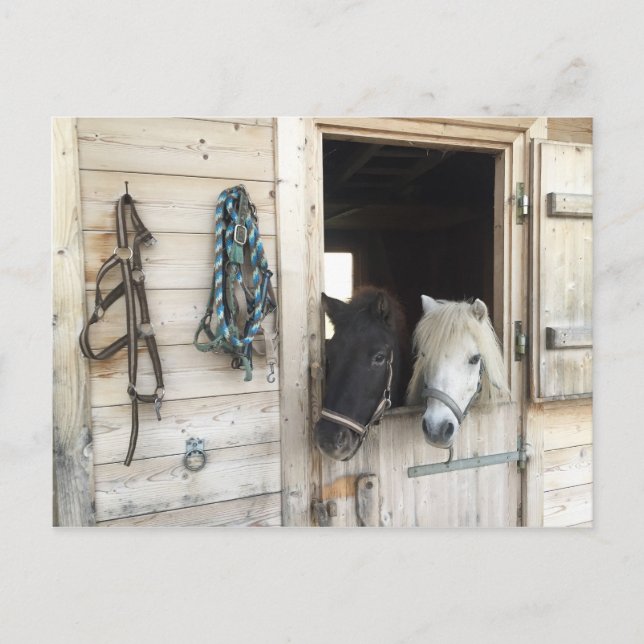 Postal Pferde (Anverso)