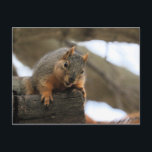 Postal Pfft<br><div class="desc">ardilla</div>